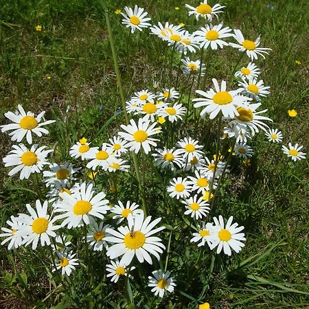 Sonnenhof Konukevi